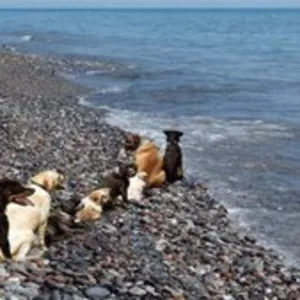 где отдохнуть с собакой на море летом 2011 
