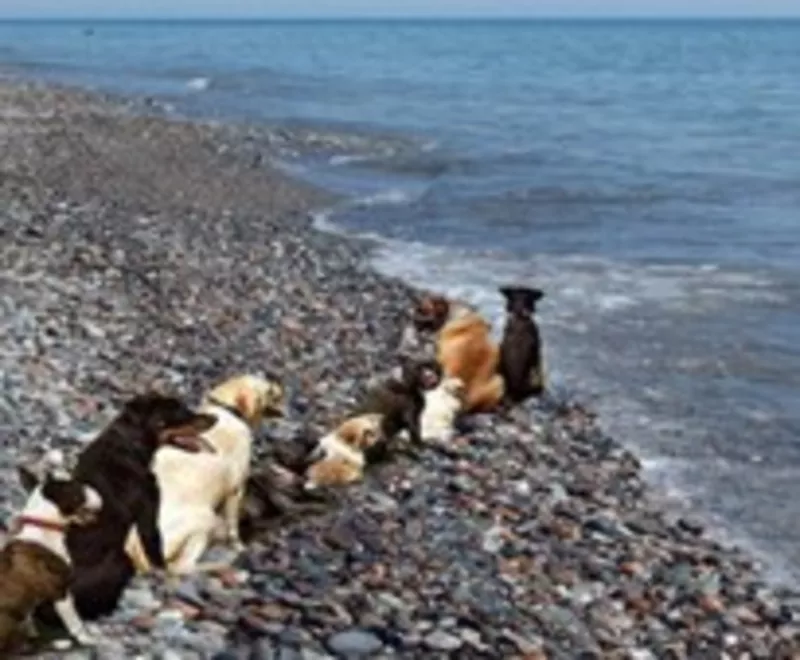 где отдохнуть с собакой на море летом 2011 
